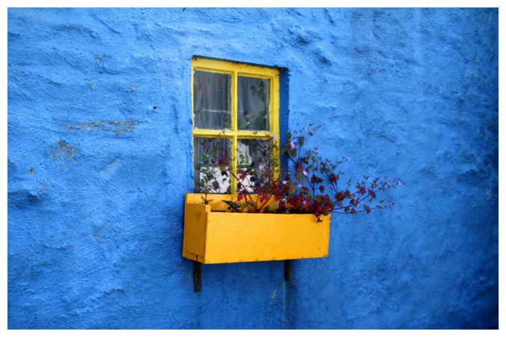 a deep blue coloured wall with a yellow window. The window sill has a plant with pink and read flowers