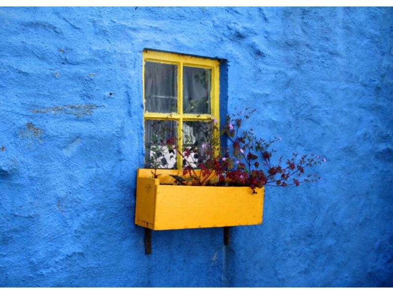 a deep blue coloured wall with a yellow window. The window sill has a plant with pink and read flowers